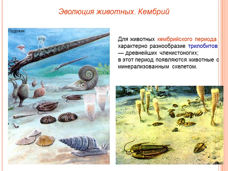 Эволюция животных. Кембрий Для животных кембрийского периода характерно разнообразие трилобитов — древнейших членистоногих; в